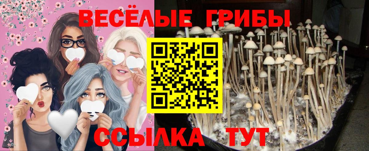 Псилоцибиновые грибы Cubensis Артёмовский